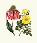 Rudbeckia Flower Vintage Art