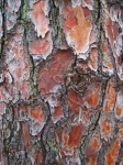 Rust Color Flaky Textured Pine Bark
