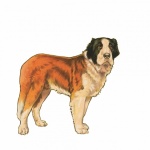 Saint Bernard Dog Vintage Clipart
