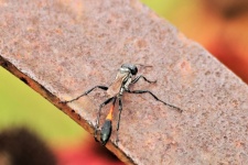 Sand Wasp Close-up