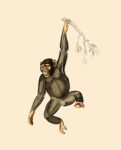 Chimpanzee Animal Vintage Poster