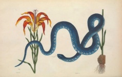 Snake Flower Vintage Old