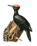 Black Woodpecker Bird Clipart
