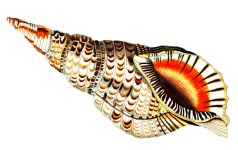 Sea Trumpet Seashell