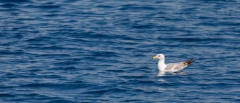 Seagull Swimming