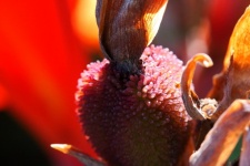 Seed Forming On A Canna Lily Plant
