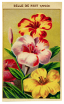 Seed Packet Vintage Flowers