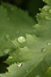 Shiny Water Drop On Poppy Leaf