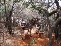 Side View Of Burchell&039;s Zebra