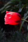 Side View Of Sunlight On Red Poppy