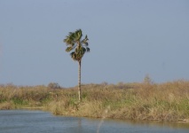 Single Palm Tree Next To Lake