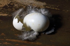 Small Bird&039;s Egg With Broken Shell