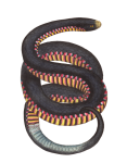 Snake Vintage Clipart