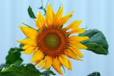 Sunflower Blossom Yellow Flower