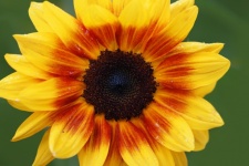 Sunflower Blossom Yellow Orange