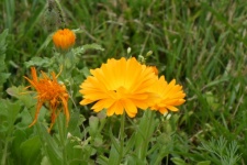 Marigold, Yellow Flower