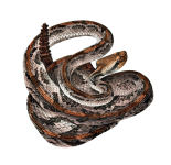 South American Rattlesnake