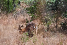 Southern Reedbuck Obscured In Grass