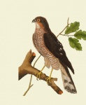 Sparrowhawk Vintage Art Poster
