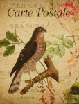 Sparrowhawk Vintage Postcard