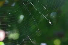 Spider Web With Radial Shape