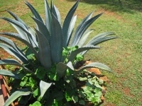 Sqaush And Other Plants With Agave