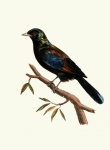 Starling Bird Vintage Art