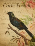 Starling Bird Vintage Postcard