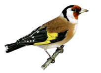 Goldfinch Bird Clipart Stickers