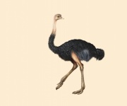 Ostrich Animal Vintage Poster