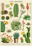 Succulent Cactus Vintage Art