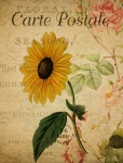Sunflower Vintage Art Postcard