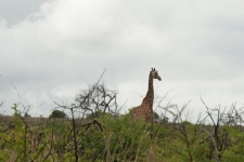 Tall Giraffe In Bushes