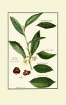 Tea Plant Vintage Art