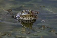 Common Pond Frog Pond Mirroring Photo
