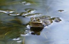 Common Pond Frog Pond Mirroring Photo