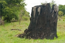Thick Remnant Of An Old Cut Tree