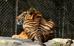 Tiger Resting Background
