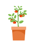 Tomato Plant Illustration Clipart