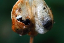 Torn Dry Seed Pod In A Garden