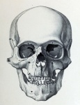 Skull Skull Vintage Old