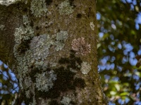 Tree Fungus On Bark