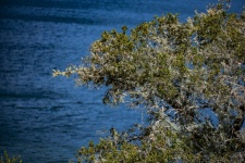 Tree On A Bluff Over The Sea