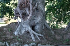 Tree Trunk And Roots