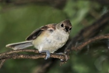 Tufted Titmouse Fledgling Close-up