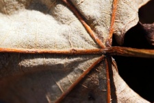 Under Side Of Dry Brittle Leaf