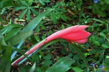 Unopened Pink Bromeliad Flower Bud