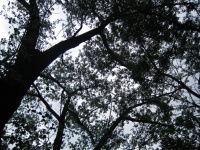 Upward View Into Tree With Branches