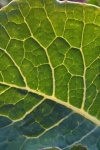 Vein Network On The Back Of A Leaf