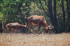 View Of Blesbuck Grazing